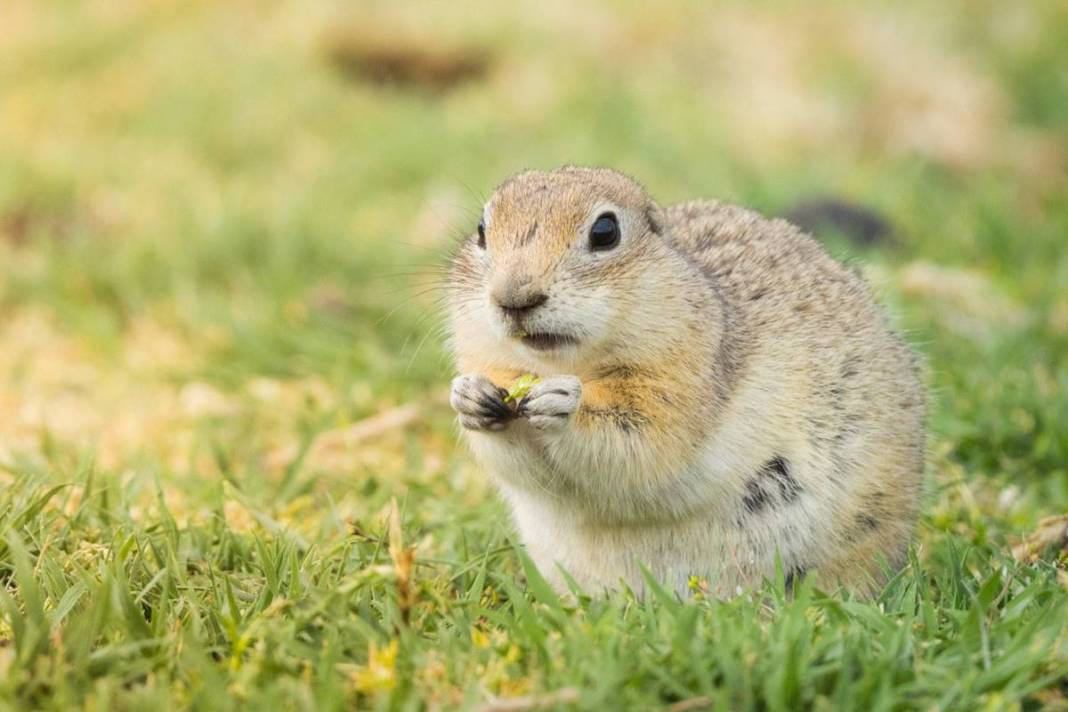 Doğanın sempatik kemirgeni 'gelengi', kameralara yakalandı! Sadece Anadolu topraklarında yaşıyorlar 6